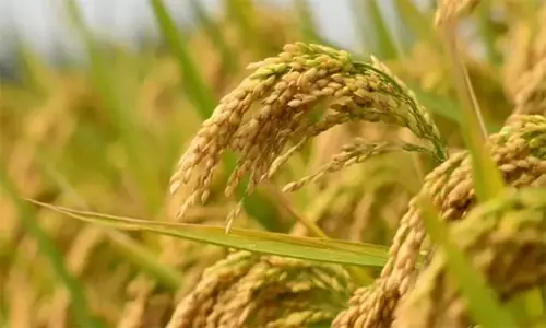 வேளாண் பட்டப்படிப்பு படித்த இளைஞர்களுக்கு நிதிஉதவி - வேளாண்மை அதிகாரி தகவல்