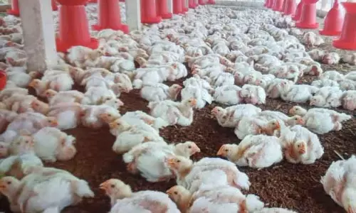 கறிக்கோழி கொள்முதல் விலை உயர்வு