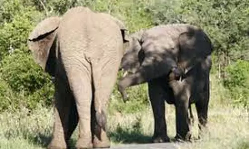 வனப்பகுதியில் 3 யானைகள் முகாம்