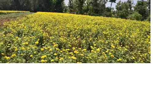 பூத்துக்குலுங்கும் சாமந்தி பூக்கள்