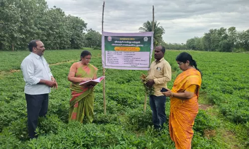விதை பண்ணைகளில் வேளாண் இணை இயக்குனர் ஆய்வு விதை பண்ணைகளில் வேளாண் இணை இயக்குனர் ஆய்வு
