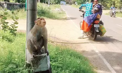 சாலையில் திரியும் குரங்கு விபத்தில் சிக்கும் அபாயம்