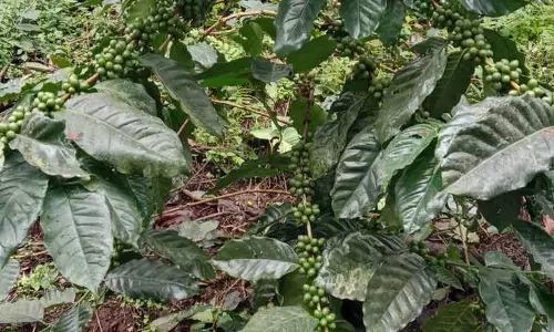 காபி விளைச்சல் அதிகரிப்பு