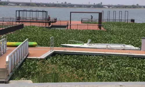 படகு இல்லத்தை சூழ்ந்த ஆகாய தாமரைகள் அகற்றப்படுமா?