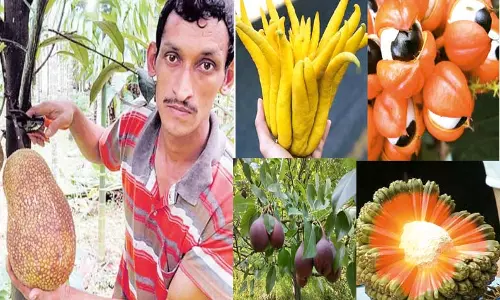 வெளிநாட்டு தாவரங்களில் ஆர்வம் காட்டும் விவசாயி