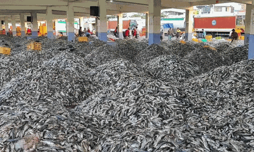 மலைபோல் குவிந்த கொழிச்சாளை மீன்கள்