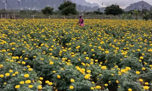 ஆரல்வாய்மொழி பகுதியில் ஓணம் பண்டிகைக்காக அறுவடைக்கு தயார் நிலையில் பூக்கள்
