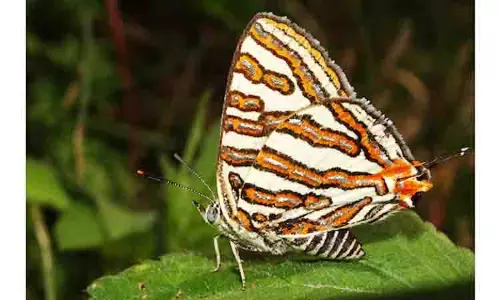 பச்சமலையில் 109 வகையான பட்டாம்பூச்சி இனங்கள் கண்டுபிடிப்பு