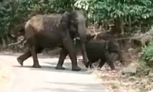 கிராமங்களில் காட்டு யானைகள் நடமாட்டம் அதிகரிப்பு