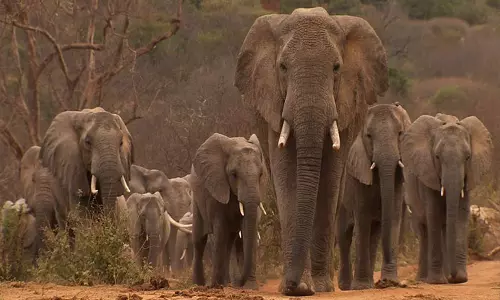 வீட்டை சூறையாடிய ஒற்றை காட்டுயானை; வனப்பகுதிக்குள் விரட்ட மக்கள் கோரிக்கை