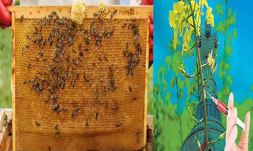 மரபணு மாற்றிய பயிர்களால் தேனீக்கள் குறையும் ஆபத்தா?
