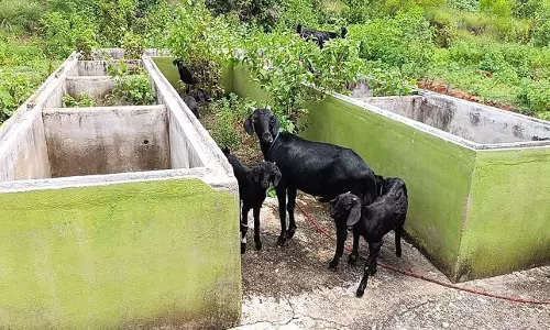 பயன்பாட்டுக்கு வராத குப்பை தொட்டிகள்