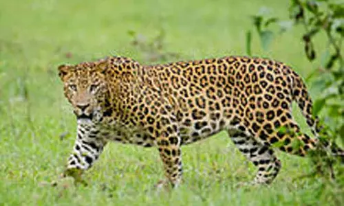 மேய்ச்சலுக்கு சென்ற ஆட்டை அடித்துக் கொன்ற சிறுத்தை