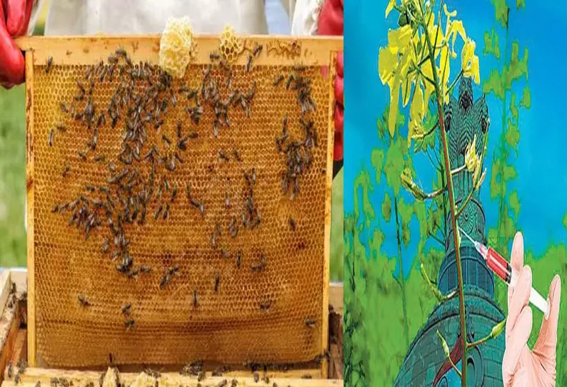 மரபணு மாற்றிய பயிர்களால் தேனீக்கள் குறையும் ஆபத்தா?