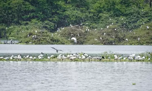 இயற்கை ஆர்வலர்களின் இன்பவனமாக விளங்கும் வடுவூர் பறவைகள் சரணாலயம் இயற்கை ஆர்வலர்களின் இன்பவனமாக விளங்கும் வடுவூர் பறவைகள் சரணாலயம்