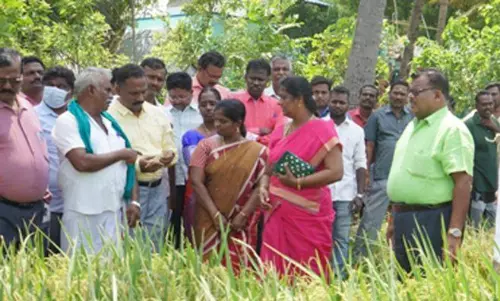 புதிய நெல் வளர்ப்பு வயல் விழா