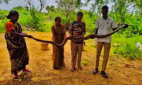 9 அடி நீளமுள்ள மலைப்பாம்பு பிடிபட்டது 9 அடி நீளமுள்ள மலைப்பாம்பு பிடிபட்டது