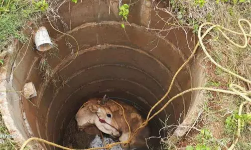 கிணற்றில் தவறி விழுந்த பசுமாடு உயிருடன் மீட்பு