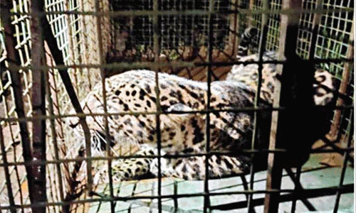 தொடர் அட்டகாசம் செய்த சிறுத்தை கூண்டில் சிக்கியது; கிராம மக்கள் மகிழ்ச்சி