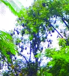 அழகர்மலை நூபுரகங்கையில் வவ்வால் கூட்டம்