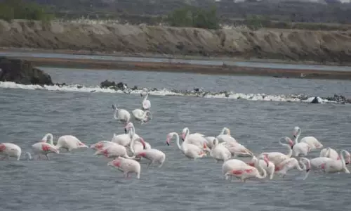 பறவைகளை காண ஆர்வமுடன் வரும் சுற்றுலா பயணிகள்