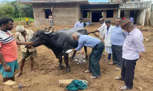 ஆசிட் வீச்சில் படுகாயம் அடைந்த மாடுகளுக்கு சிகிச்சை
