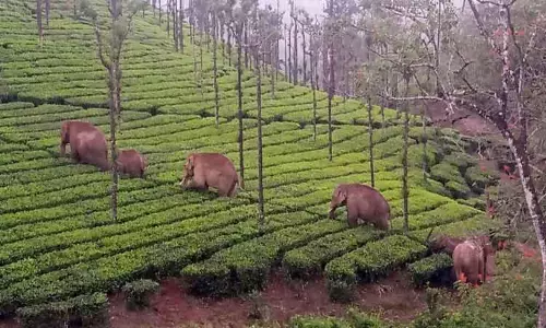 வால்பாறைக்கு இடம்பெயரும் காட்டு யானைகள்