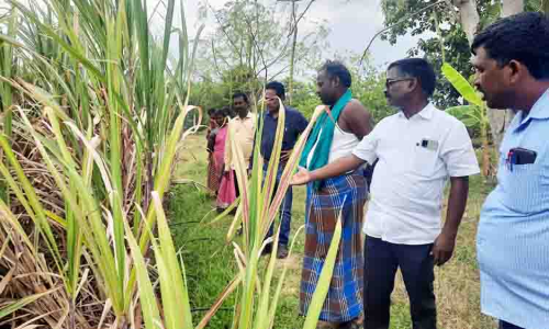 பூச்சி-நோய் தாக்குதலால் கரும்பு சாகுபடி பாதிப்பு பூச்சி-நோய் தாக்குதலால் கரும்பு சாகுபடி பாதிப்பு