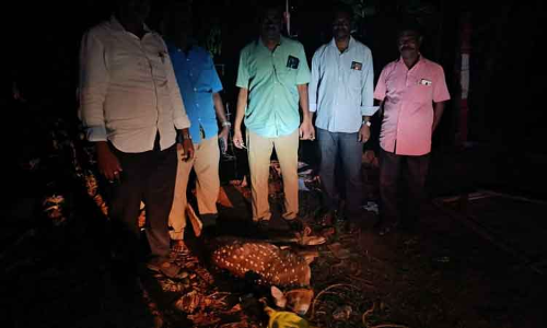 நாய்கள் கடித்து குதறியதில் புள்ளிமான் சாவு நாய்கள் கடித்து குதறியதில் புள்ளிமான் சாவு