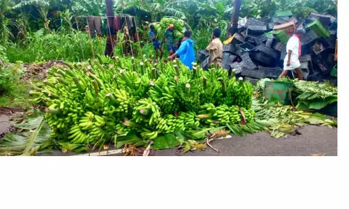 வரத்து குறைந்ததால்  வாழை விலை அதிகரிப்பு