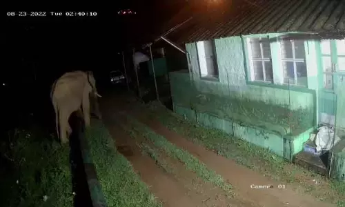 கோவில், தொழிலாளர் குடியிருப்பை சேதப்படுத்திய காட்டு யானைகள்