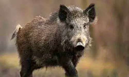 வயலில் இறந்து கிடந்த காட்டு பன்றிகள்