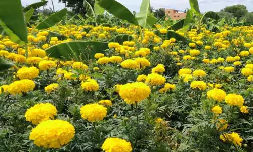 பூத்துக்குலுங்கும் கேந்தி