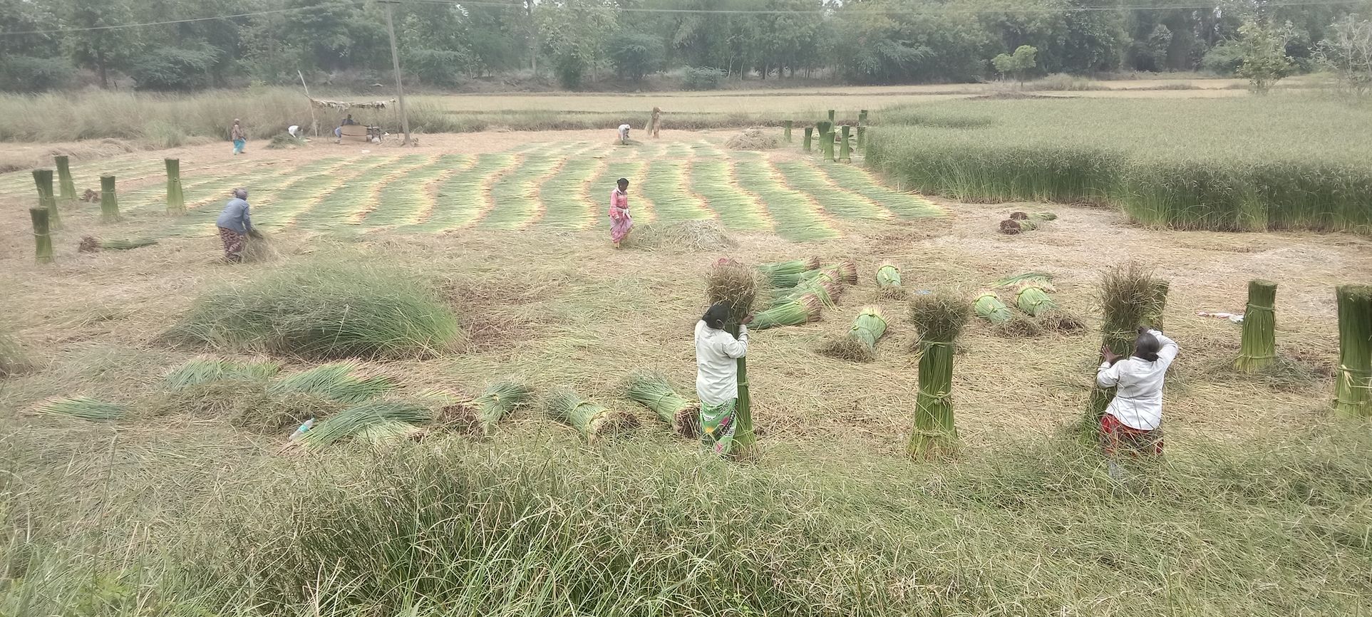 coco grass cultivation கோரைப்புல் அறுவடை பணிகள் தீவிரம்