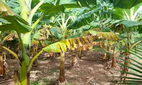 வாழையில் இலை கருகல் நோயை கட்டுப்படுத்துவது எப்படி? -தோட்டக்கலைத்துறை அதிகாரிகள் விளக்கம்