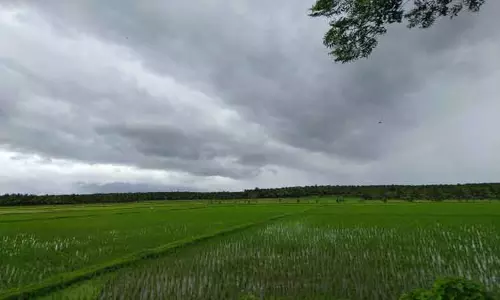 தென்மேற்கு பருவமழை காரணமாகஆனைமலையில் நெல் சாகுபடி அதிகரிப்பு-விவசாயம் குறித்து விழிப்புணர்வு ஏற்படுத்த வலியுறுத்தல்