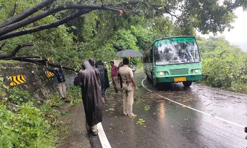 லோயர்கேம்ப்-குமுளி மலைப்பாதையில் முறிந்து விழுந்த மரக்கிளைகள்; போக்குவரத்து பாதிப்பு