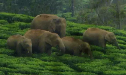 தேயிலை தோட்டத்தில் காட்டுயானைகள் முகாம் தேயிலை தோட்டத்தில் காட்டுயானைகள் முகாம்