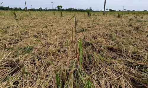அறுவடைக்கு தயாரான 3 ஆயிரம் ஏக்கர் நெற்பயிர்கள் சாய்ந்தன