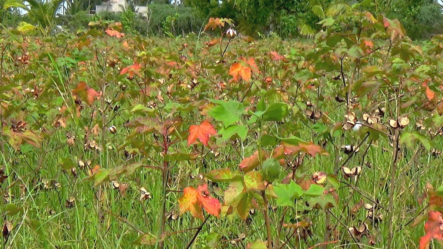 cotton cultivation affected by rain கனமழையால் பருத்தி பயிர்கள் பாதிப்பு