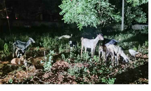 நிலப்பிரச்சினைக்கு தீர்வு கிடைக்காத விரக்தியில்  தேனி கலெக்டர் அலுவலகத்தில் ஆடுகளை விட்டு சென்ற விவசாயி