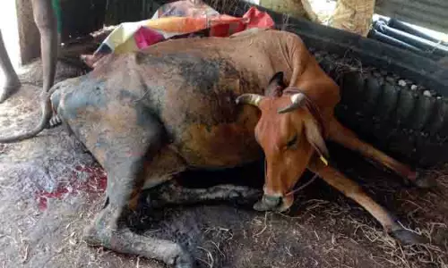 உடலில் வெட்டுக்காயங்களுடன் செத்துக்கிடந்த சினை பசு உடலில் வெட்டுக்காயங்களுடன் செத்துக்கிடந்த சினை பசு