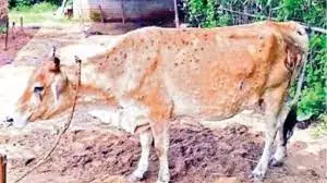 புனே மாவட்டத்தில் மாடுகளிடம் பரவும் தொற்று நோய்- சந்தைகளை மூட நடவடிக்கை புனே மாவட்டத்தில் மாடுகளிடம் பரவும் தொற்று நோய்- சந்தைகளை மூட நடவடிக்கை