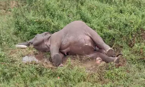 குட்டியுடன், பெண் யானை சாவு குட்டியுடன், பெண் யானை சாவு