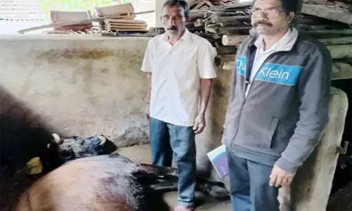 தெரு நாய் கடித்ததில் 2 பசுமாடுகள் செத்தன தெரு நாய் கடித்ததில் 2 பசுமாடுகள் செத்தன