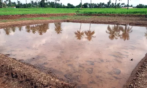 நஞ்சை சம்பா சாகுபடிக்கு வயல்களில் விதை நெல் விடும் பணி தொடக்கம்