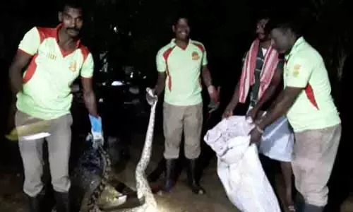 10 அடி நீள மலைப்பாம்பு பிடிபட்டது 10 அடி நீள மலைப்பாம்பு பிடிபட்டது