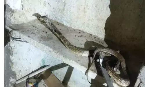 ரேஷன் கடைக்குள் புகுந்த பாம்பு ரேஷன் கடைக்குள் புகுந்த பாம்பு