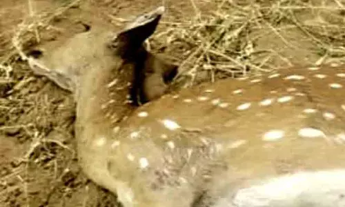 நாய்கள் கடித்ததில் மான் சாவு நாய்கள் கடித்ததில் மான் சாவு