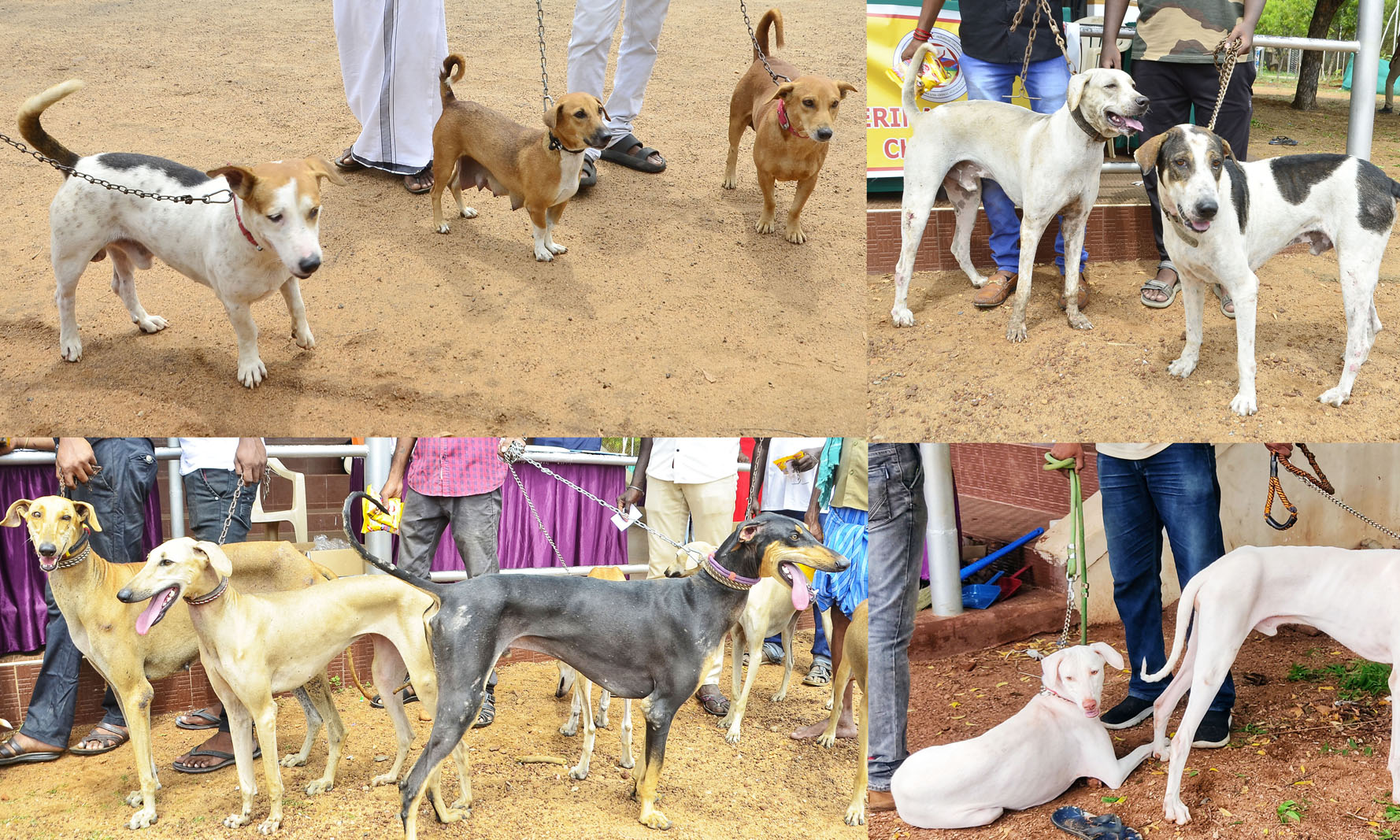 National Dog Show in Madurai மதுரையில் நாட்டின நாய்கள் கண்காட்சி